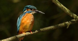 CSD Wiesloch / Dorfpride