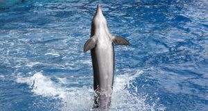 Orlando Pride / Big Boy Pride