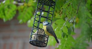 Caerdydd Pride / Pride Cymru