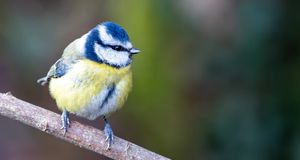 Macclesfield Pride / CSD Macclesfield