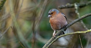 Congleton Pride / CSD Congleton
