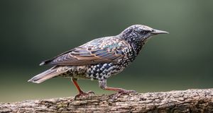 Eastleigh Pride / CSD Eastleigh