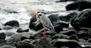 Oceanside Pride / Pride by the Beach