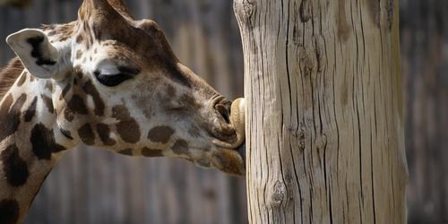 Zoo Leipzig