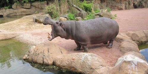 Erlebnis-Zoo Hannover