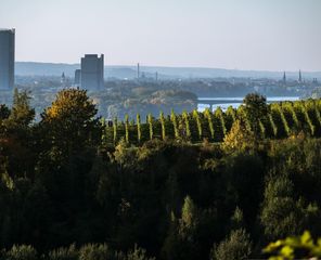 Museum Koenig