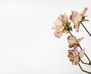 Bolus Herbarium