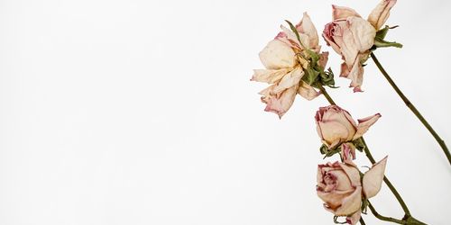 Bolus Herbarium