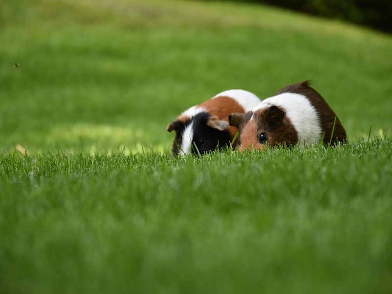 Hamburg