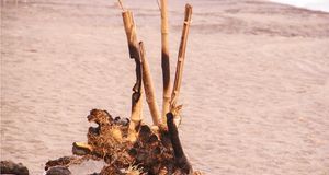 Fire Island