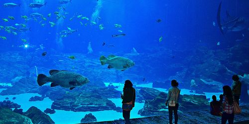 Georgia Aquarium
