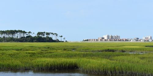 Cherry Grove