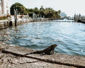 Vizcaya Museum & Gardens