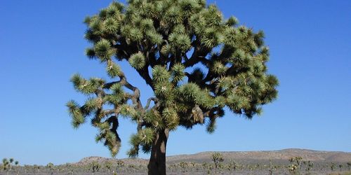 Joshua Tree National Park