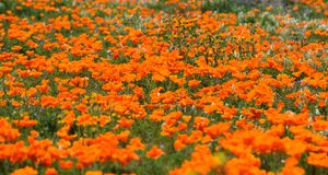 Lancaster Pride / Lancaster PA Pride