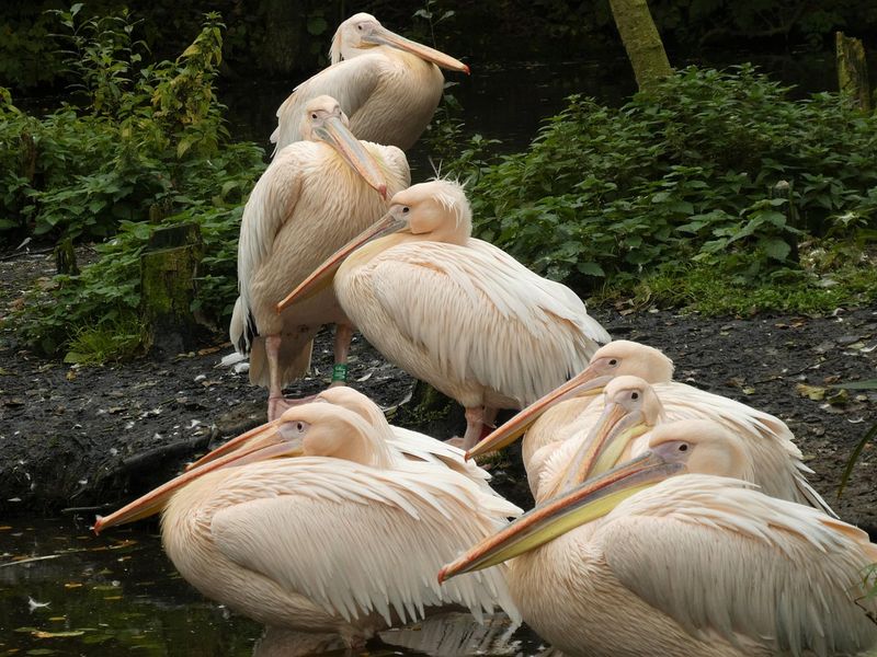 Leeuwarden Pride / Roze Zaterdag