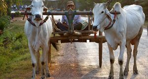 Battambang