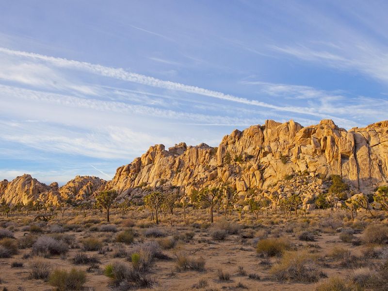 Orgullo Joshua Tree / Joshua Tree Pride